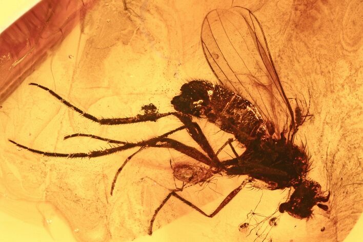 Fossil Fly (Dolichopodidae) w/ Attached Phoretic Mites in Baltic Amber #275500